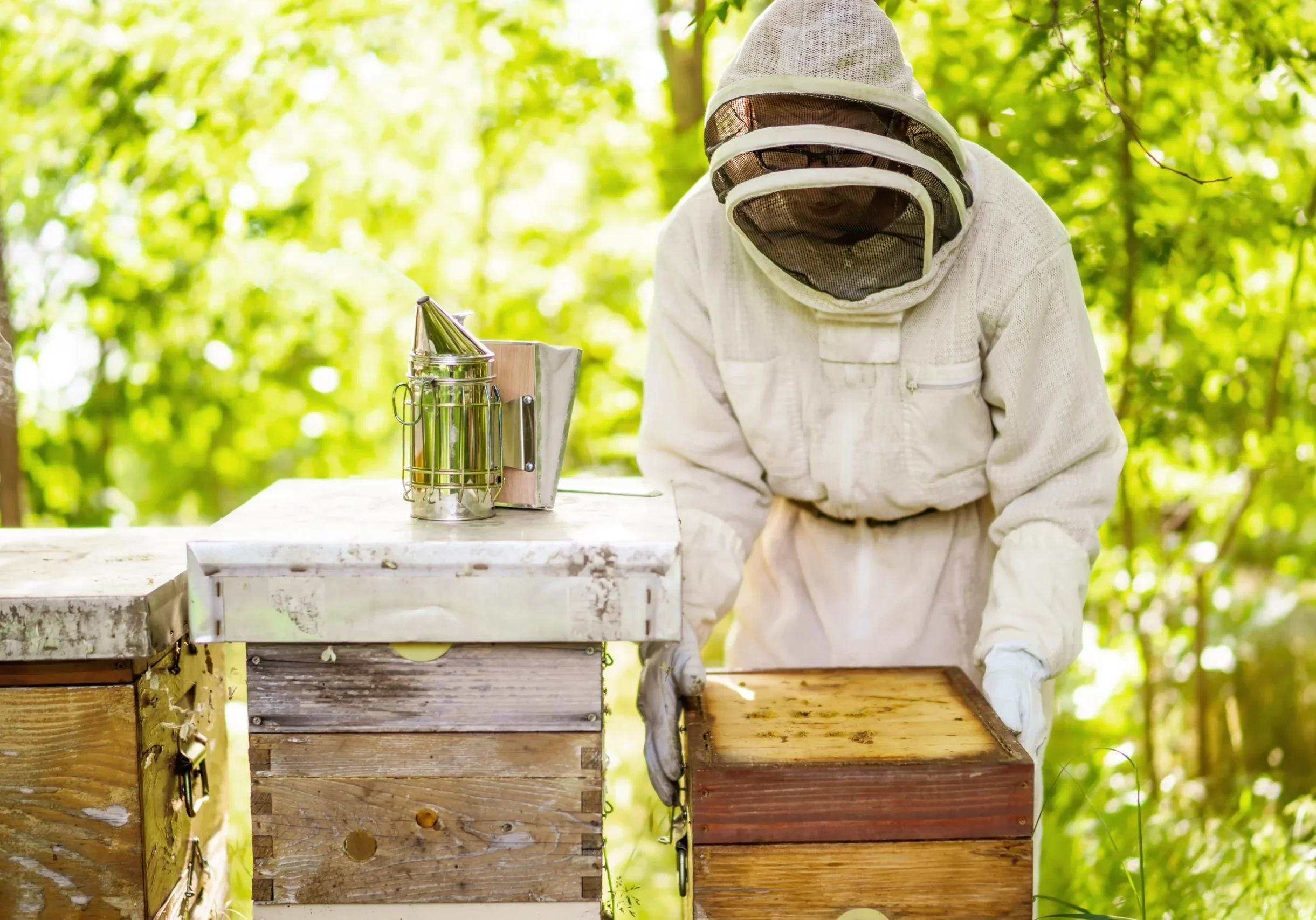 beekeeper-is-examining-his-beehives-in-forest-beekeeping_24280441 copy